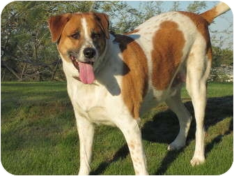 St. Bernard Mix Dog for Sale in Glendale, Arizona - Tank St. Bernard Mix Dog for Sale in Glendale, Arizona - Tank