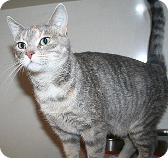 Domestic Shorthair Cat for Sale in Edmonton, Alberta - Velvet Domestic Shorthair Cat for Sale in Edmonton, Alberta - Velvet