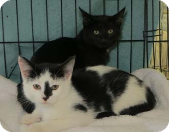 Domestic Shorthair Kitten for Sale in Merrifield, Virginia - Daniel & Desmond Domestic Shorthair Kitten for Sale in Merrifield, Virginia - Daniel & Desmond