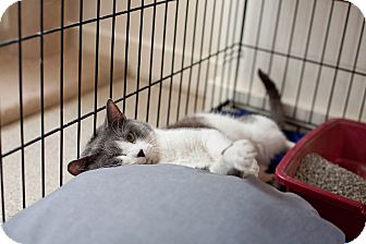 Domestic Shorthair Cat for Sale in Chicago, Illinois - Damon Domestic Shorthair Cat for Sale in Chicago, Illinois - Damon