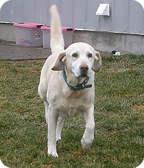 Labrador Retriever Mix Dog for Sale in Meridian, Idaho - Grace Labrador Retriever Mix Dog for Sale in Meridian, Idaho - Grace