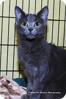 Domestic Shorthair Kitten for Sale in Lincoln, Nebraska - Kiwi Domestic Shorthair Kitten for Sale in Lincoln, Nebraska - Kiwi