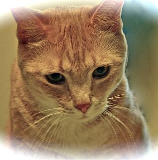 Domestic Mediumhair Cat for Sale in Alexandria, Virginia - Skeeter Domestic Mediumhair Cat for Sale in Alexandria, Virginia - Skeeter