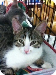 Domestic Shorthair Kitten for Sale in Riverside, Rhode Island - Meredith Domestic Shorthair Kitten for Sale in Riverside, Rhode Island - Meredith