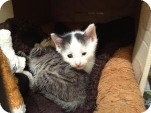 Domestic Shorthair Kitten for Sale in Oceanside, New York - Nemo Domestic Shorthair Kitten for Sale in Oceanside, New York - Nemo