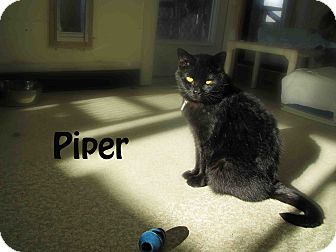 American Shorthair Cat for Sale in Hamilton, Montana - Piper American Shorthair Cat for Sale in Hamilton, Montana - Piper