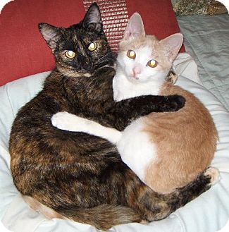 Domestic Shorthair Kitten for Sale in Pittstown, New Jersey - Eli Domestic Shorthair Kitten for Sale in Pittstown, New Jersey - Eli