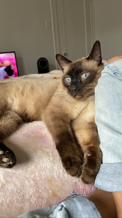 Chicago IL Siamese Domestic Shorthair Meet Boopy A Pet For Adoption