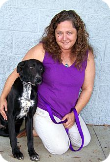 Labrador Retriever/Greyhound Mix Puppy for Sale in Niagra Falls, New York - Thor $50.00 off adoption fee Labrador Retriever/Greyhound Mix Puppy for Sale in Niagra Falls, New York - Thor $50.00 off adoption fee