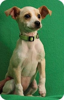 Chihuahua Mix Puppy for Sale in Broomfield, Colorado - SavannahSMILES Chihuahua Mix Puppy for Sale in Broomfield, Colorado - SavannahSMILES