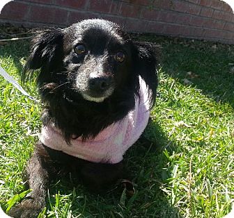 Papillon/Chihuahua Mix Dog for Sale in San Diego, California - MACY, so sweet! Papillon/Chihuahua Mix Dog for Sale in San Diego, California - MACY, so sweet!