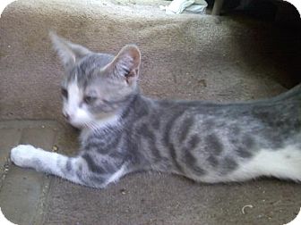 Egyptian Mau Kitten for Sale in Harrisburg, North Carolina - Dinky Egyptian Mau Kitten for Sale in Harrisburg, North Carolina - Dinky