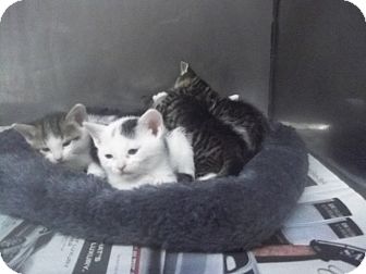 American Shorthair Kitten for Sale in douglaston, New York - more kitties American Shorthair Kitten for Sale in douglaston, New York - more kitties