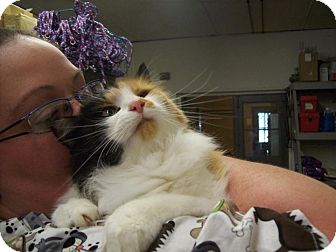 Domestic Longhair Cat for Sale in Walnut, Iowa - Patsy Domestic Longhair Cat for Sale in Walnut, Iowa - Patsy