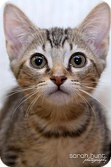 American Shorthair Kitten for Sale in Irvine, California - Barbie American Shorthair Kitten for Sale in Irvine, California - Barbie