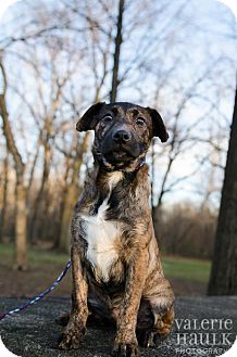 Labrador Retriever/Shepherd (Unknown Type) Mix Puppy for Sale in Lancaster, Ohio - Mike Labrador Retriever/Shepherd (Unknown Type) Mix Puppy for Sale in Lancaster, Ohio - Mike