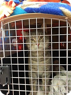 Domestic Shorthair Cat for Sale in Walnut, Iowa - Roscoe Domestic Shorthair Cat for Sale in Walnut, Iowa - Roscoe