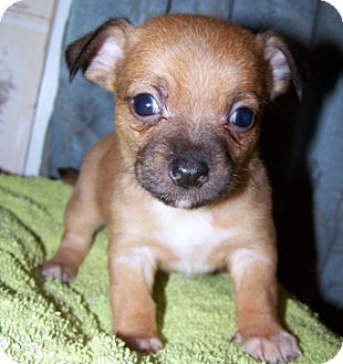 Chihuahua/Cairn Terrier Mix Puppy for Sale in Sherman, Connecticut - Alexis Betty's Dog Chihuahua/Cairn Terrier Mix Puppy for Sale in Sherman, Connecticut - Alexis Betty's Dog