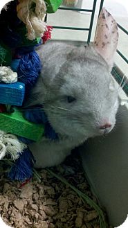Chinchilla for Sale in Selden, New York - Amoroso Chinchilla for Sale in Selden, New York - Amoroso
