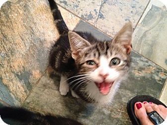 Domestic Shorthair Kitten for Sale in East Hanover, New Jersey - Magnolia Domestic Shorthair Kitten for Sale in East Hanover, New Jersey - Magnolia