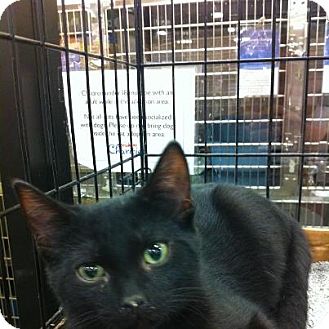 Domestic Shorthair Kitten for Sale in Pittstown, New Jersey - Batman Domestic Shorthair Kitten for Sale in Pittstown, New Jersey - Batman