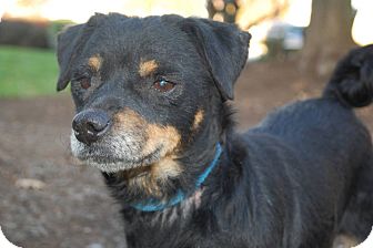 Miniature Pinscher/Chihuahua Mix Dog for Sale in Lexington, KY, Kentucky - Bailey SPONSORED ADOPTION FEE Miniature Pinscher/Chihuahua Mix Dog for Sale in Lexington, KY, Kentucky - Bailey SPONSORED ADOPTION FEE
