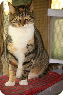 Domestic Mediumhair Cat for Sale in Dover, Ohio - Snoopy Domestic Mediumhair Cat for Sale in Dover, Ohio - Snoopy
