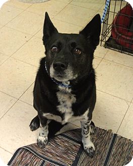 Cattle Dog Mix Dog for Sale in New cumberland, West Virginia - Odie Cattle Dog Mix Dog for Sale in New cumberland, West Virginia - Odie