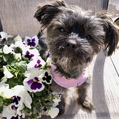 Orlando FL Shih Tzu Yorkie Yorkshire Terrier Meet Charo A Pet For