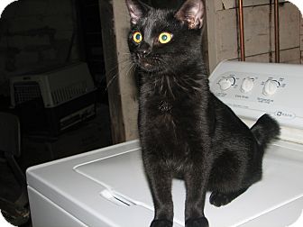 Domestic Shorthair Cat for Sale in Fairbury, Nebraska - Lazlo Domestic Shorthair Cat for Sale in Fairbury, Nebraska - Lazlo