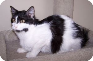 Domestic Mediumhair Cat for Sale in Colorado Springs, Colorado - Norma Jean Domestic Mediumhair Cat for Sale in Colorado Springs, Colorado - Norma Jean