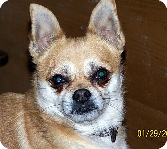Chihuahua/Pomeranian Mix Dog for Sale in Niagra Falls, New York - Reeses $50 off adopt fee Chihuahua/Pomeranian Mix Dog for Sale in Niagra Falls, New York - Reeses $50 off adopt fee