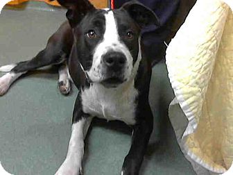 Pit Bull Terrier Mix Dog for Sale in San Diego, California - Fraser URGENT Pit Bull Terrier Mix Dog for Sale in San Diego, California - Fraser URGENT