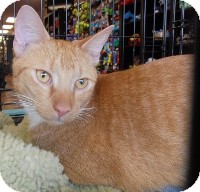 Domestic Shorthair Cat for Sale in Horsham, Pennsylvania - Flynn Domestic Shorthair Cat for Sale in Horsham, Pennsylvania - Flynn