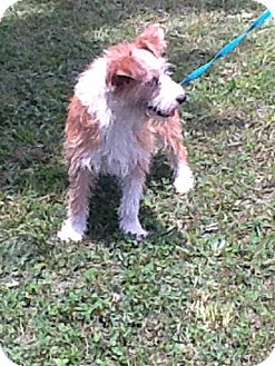 Jack Russell Terrier Mix Dog for Sale in Raleigh, North Carolina - Jack Jack Russell Terrier Mix Dog for Sale in Raleigh, North Carolina - Jack