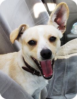 corgi chiwawa mix