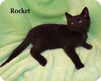 Domestic Shorthair Kitten for Sale in Bentonville, Arkansas - Rocket Domestic Shorthair Kitten for Sale in Bentonville, Arkansas - Rocket