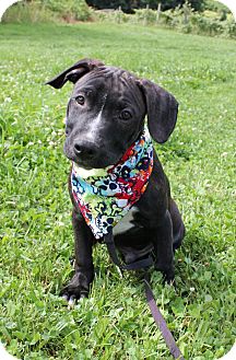 American Pit Bull Terrier/Labrador Retriever Mix Puppy for Sale in North Middletown, New Jersey - Bud American Pit Bull Terrier/Labrador Retriever Mix Puppy for Sale in North Middletown, New Jersey - Bud