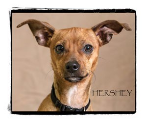 Chihuahua Puppy for Sale in Warren, Pennsylvania - Hershey Chihuahua Puppy for Sale in Warren, Pennsylvania - Hershey