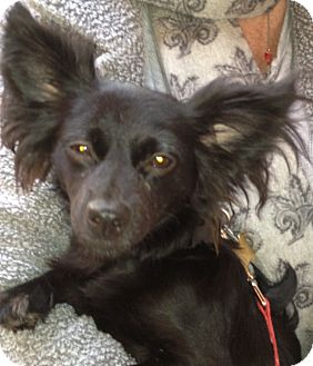 Papillon Dog for Sale in Thousand Oaks, California - Mickey Papillon Dog for Sale in Thousand Oaks, California - Mickey