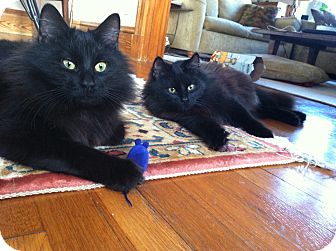 Domestic Longhair Kitten for Sale in Medford, Massachusetts - Velvetino Domestic Longhair Kitten for Sale in Medford, Massachusetts - Velvetino