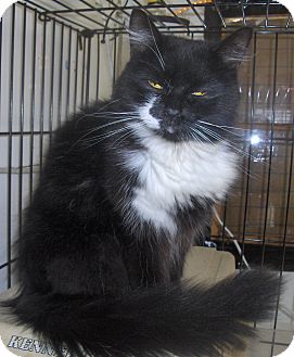 Persian Cat for Sale in Middletown, Connecticut - Sarah Persian Cat for Sale in Middletown, Connecticut - Sarah