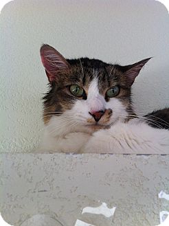 Domestic Mediumhair Cat for Sale in Fountain Hills, Arizona - MARGARITA Domestic Mediumhair Cat for Sale in Fountain Hills, Arizona - MARGARITA
