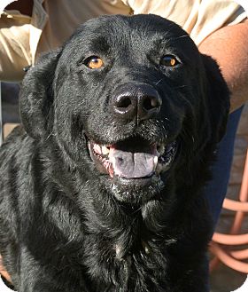 Labrador Retriever Mix Dog for Sale in white settlment, Texas - Jackie Labrador Retriever Mix Dog for Sale in white settlment, Texas - Jackie