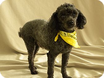 Poodle (Miniature) Dog for Sale in Princeton, Kentucky - Pepper Poodle (Miniature) Dog for Sale in Princeton, Kentucky - Pepper