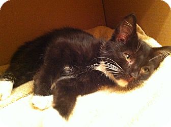 American Shorthair Kitten for Sale in New York, New York - Lucia American Shorthair Kitten for Sale in New York, New York - Lucia