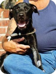Terrier (Unknown Type, Medium)/Pit Bull Terrier Mix Dog for Sale in Brooklyn, New York - John Terrier (Unknown Type, Medium)/Pit Bull Terrier Mix Dog for Sale in Brooklyn, New York - John