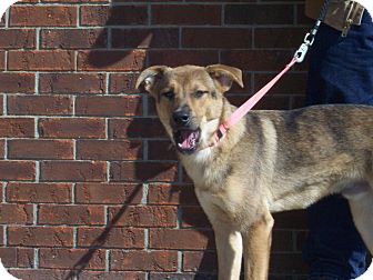 German Shepherd Dog/Labrador Retriever Mix Dog for Sale in Germantown, Maryland - Raul German Shepherd Dog/Labrador Retriever Mix Dog for Sale in Germantown, Maryland - Raul
