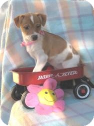 Corgi/Terrier (Unknown Type, Small) Mix Puppy for Sale in Sussex, New Jersey - Penny Corgi/Terrier (Unknown Type, Small) Mix Puppy for Sale in Sussex, New Jersey - Penny