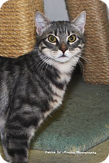 Domestic Shorthair Kitten for Sale in Lincoln, Nebraska - Bob Domestic Shorthair Kitten for Sale in Lincoln, Nebraska - Bob
